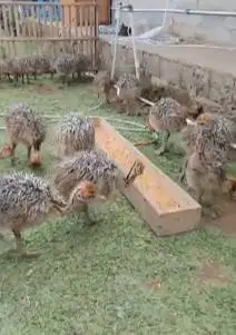 sepasang anakan burung oenta ostrich 1 bulanan burung raksasa exotik