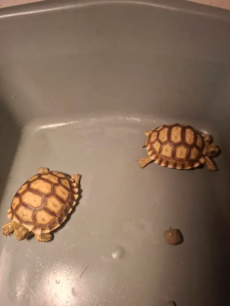 Kura sulcata baby