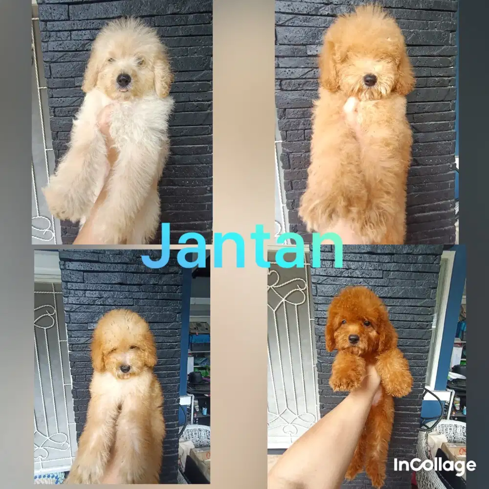 Puppies Poodle jantan dan betina