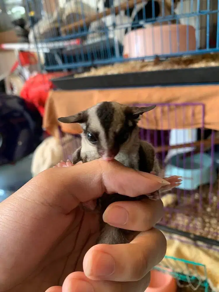 JUAL SUGAR GLIDER JOEY CLASSIC GREY