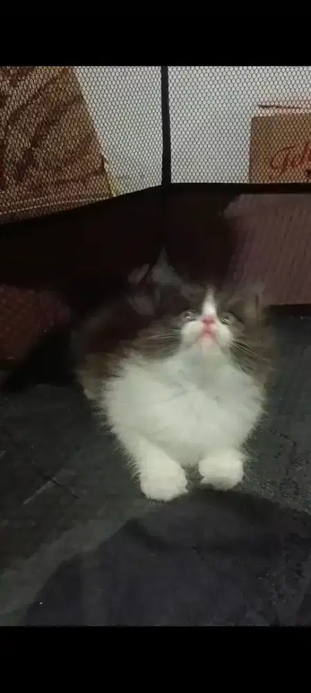 KITTEN PERSIA LONGHAIR SUPER
