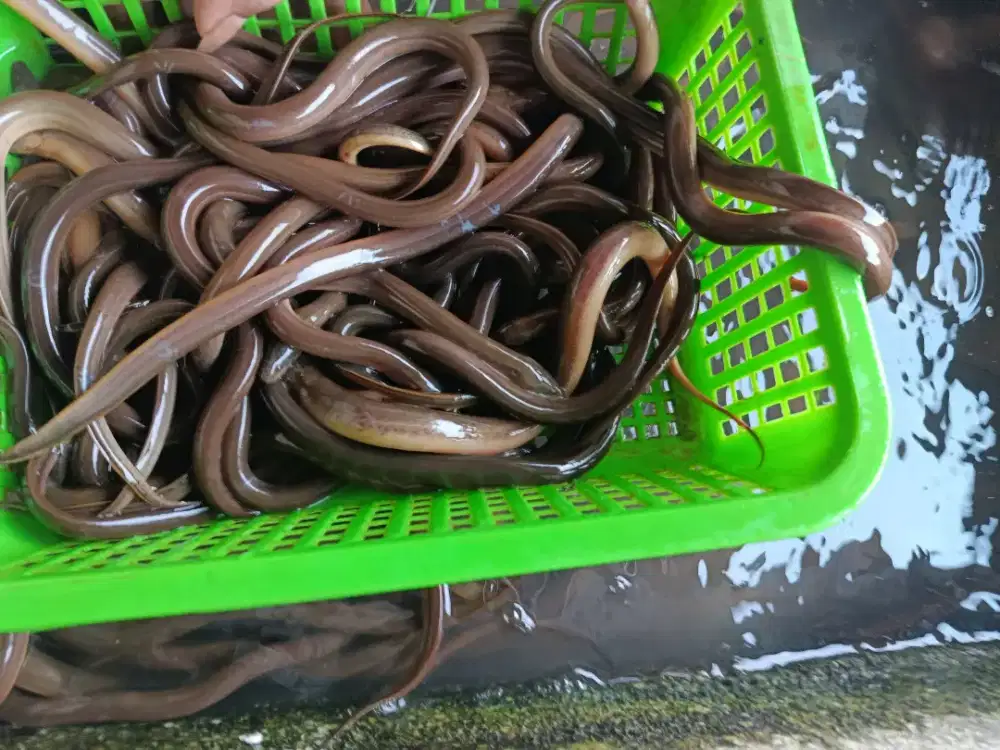 Belut Sawah 1 Kg — Pilihan Tepat untuk Menu Harian