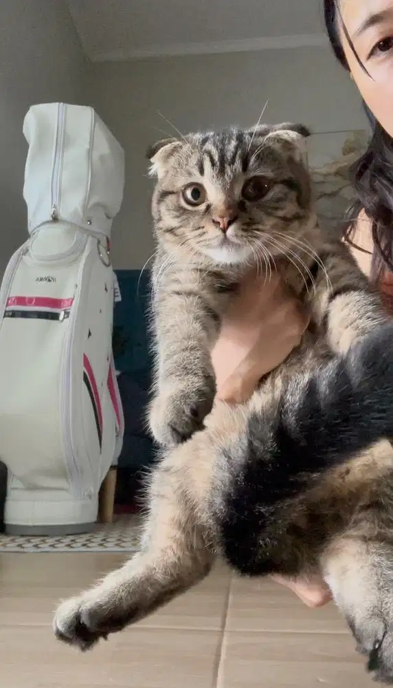 BSH SCOTTISH FOLD