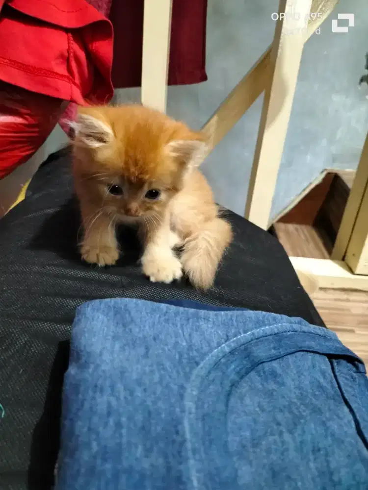 Lepas adopsi anak kucing 2 bulan