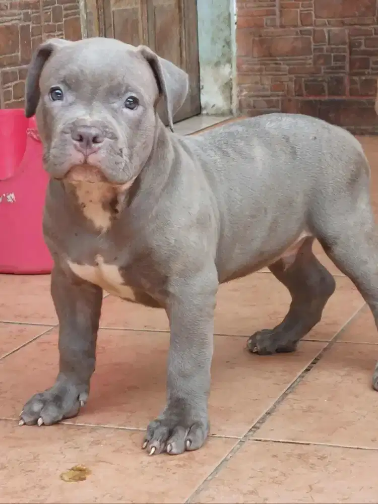 American Pitbull Terrier