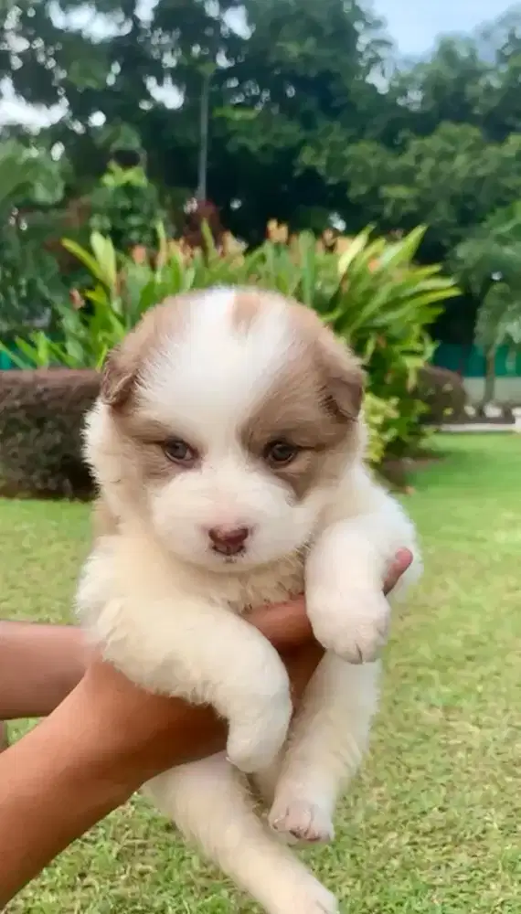 Dijual anak anjing Husky mix Golden blue eyes