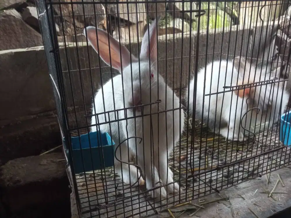Kelinck Fuzzylop dan lokal jantan