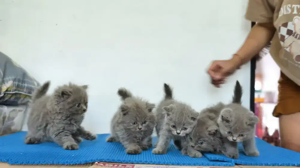 Anakan kucing BSH Blue betina 2 bulan