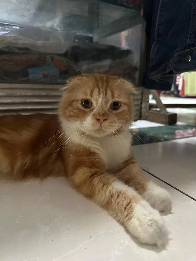 Kucing scotish fold jantan