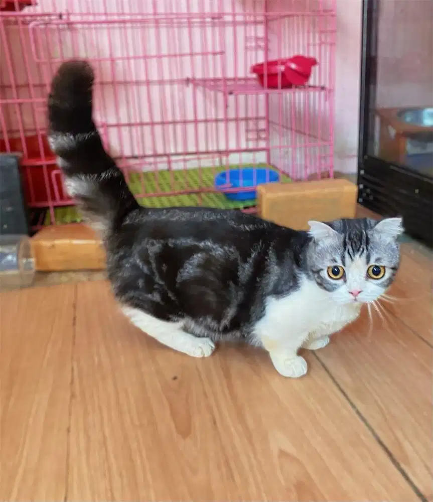 Kitten kucing munchkin gaelic single fold