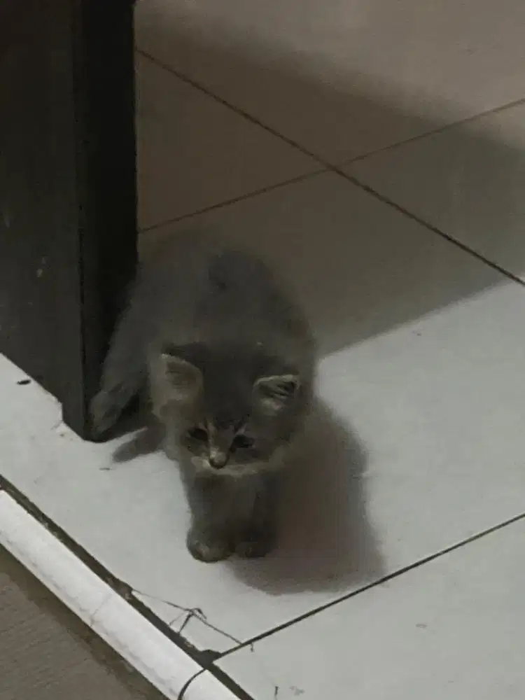 KITTEN PERSIAN LONGHAIR BULU KAPAS