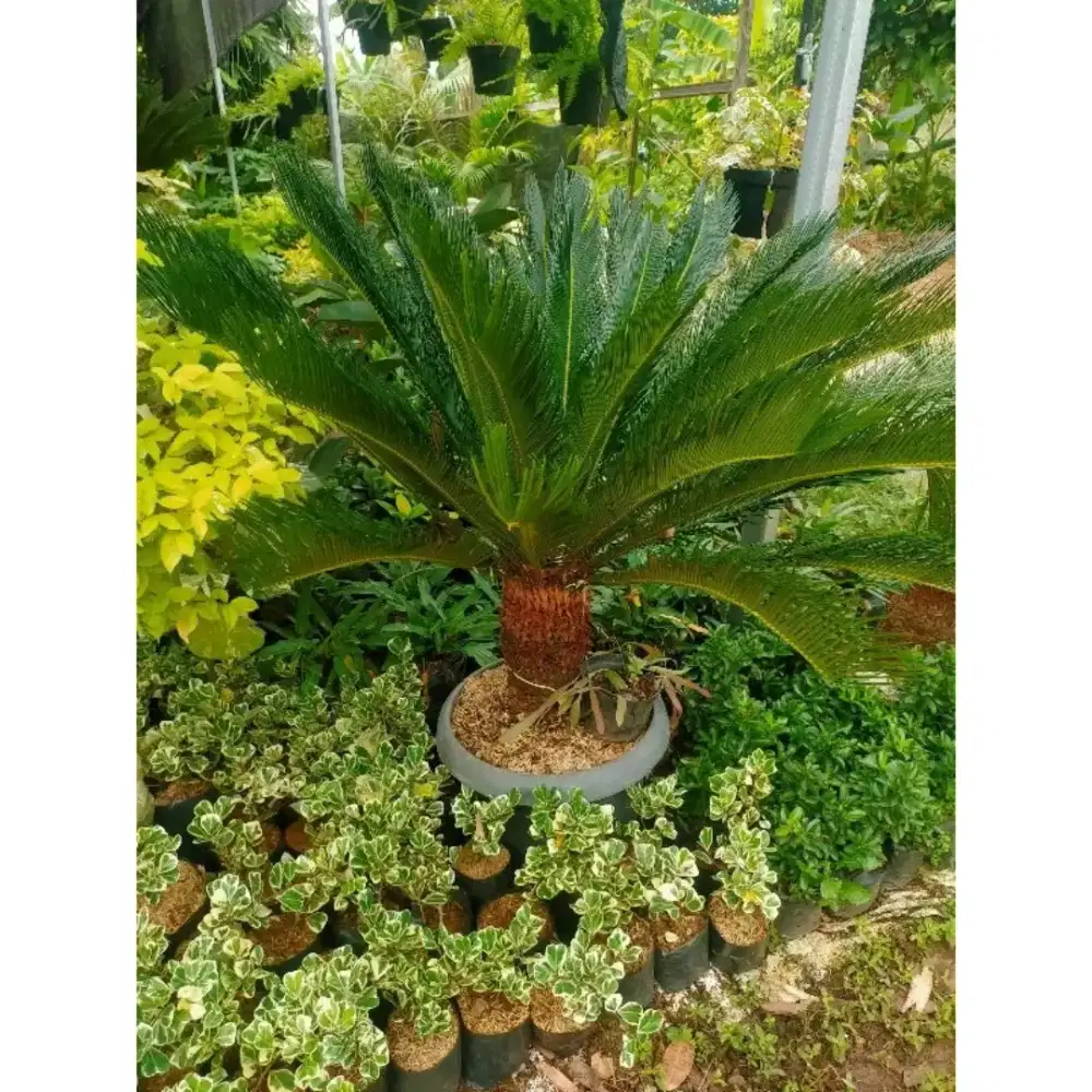 Tanaman Sikas tinggi batang 20 cm tinggi daun 40 cm