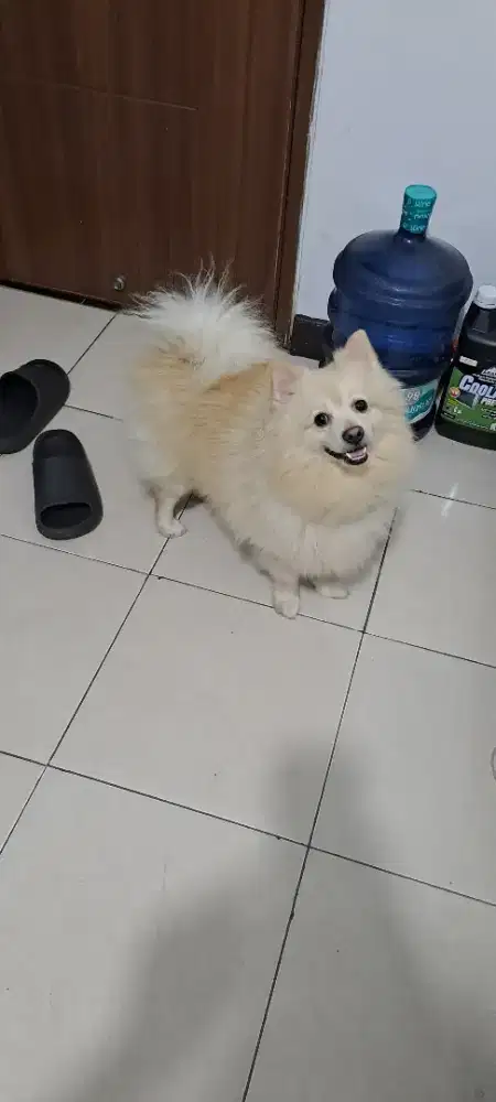 Anjing mini pom jantan