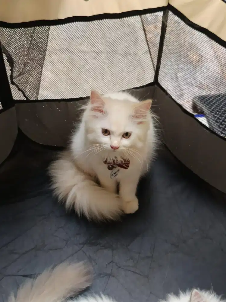 Anakan Kucing Persia Medium Imut & Jinak