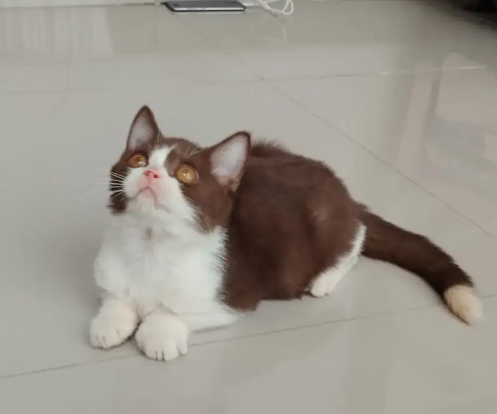 BSH British Shorthair Bico Cinnamon