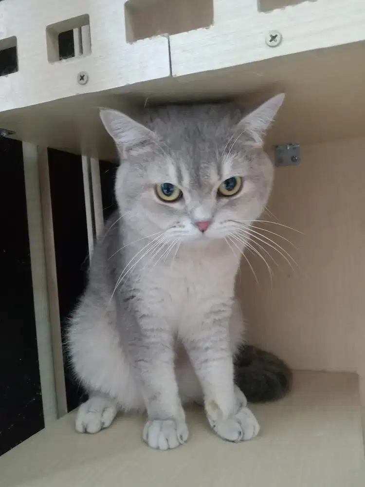 British Short Hair, Ragdolls, Scottish Fold/Straight