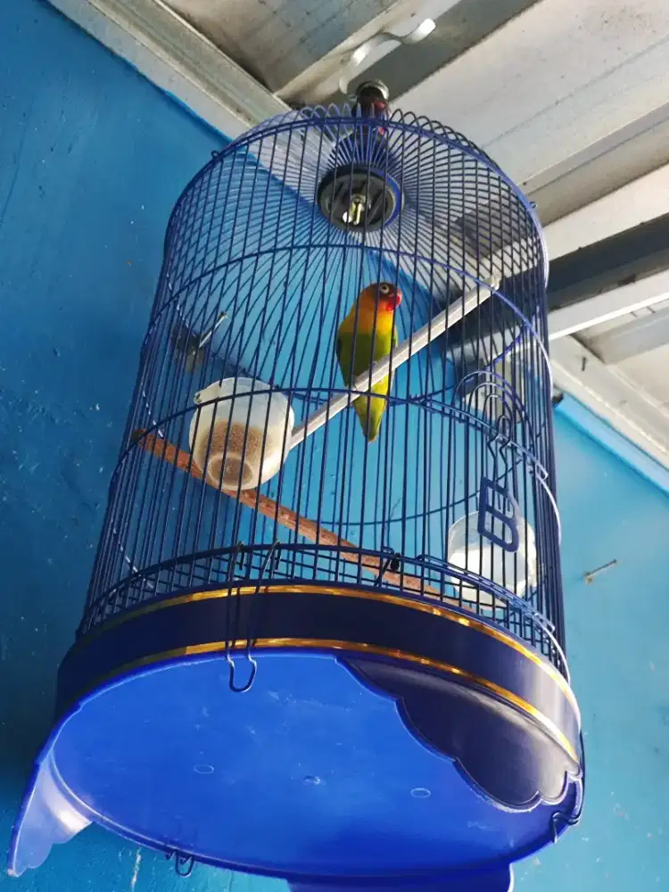Burung Love Bird Body Big BURJA