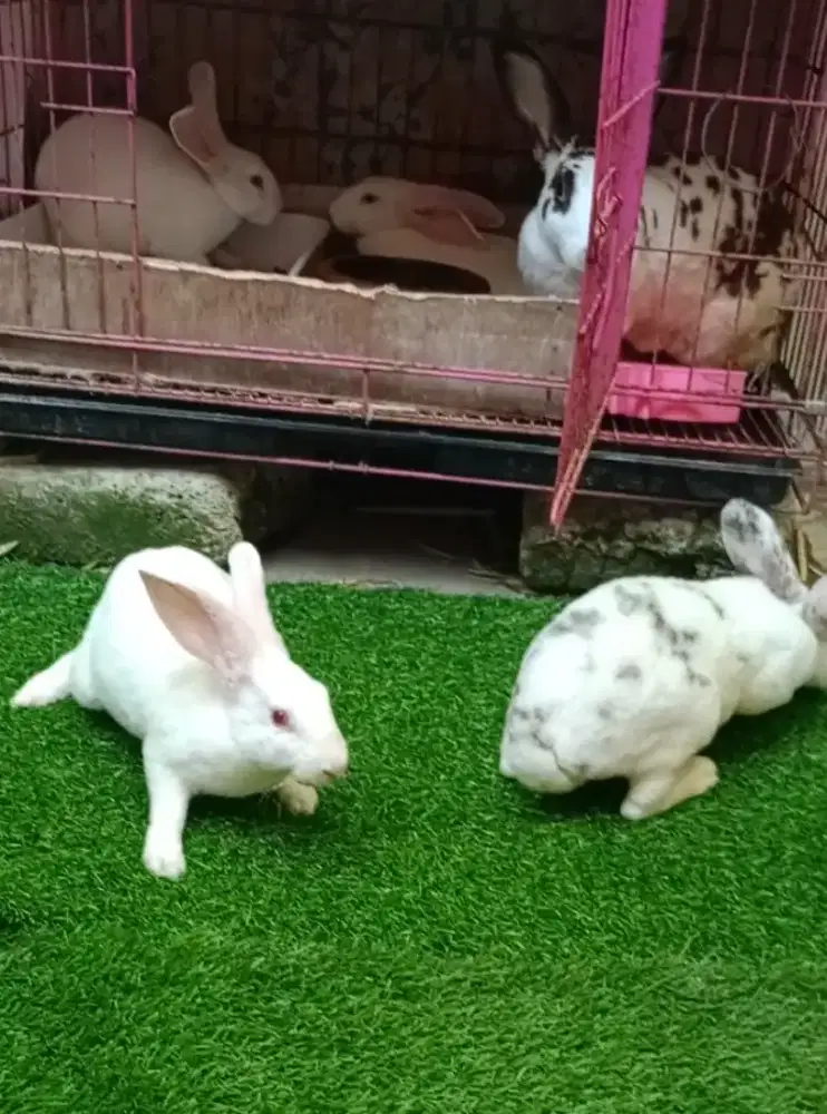 Kelinci karpet putih 5 ekor