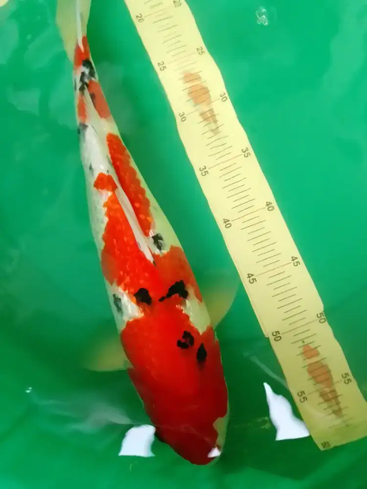 Ikan koi jenis Sanke Ginrin 42cm HQ