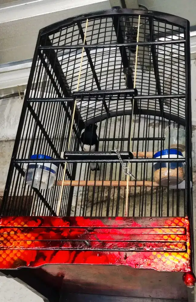 Burung Kacer Jabar Gacor Fullset