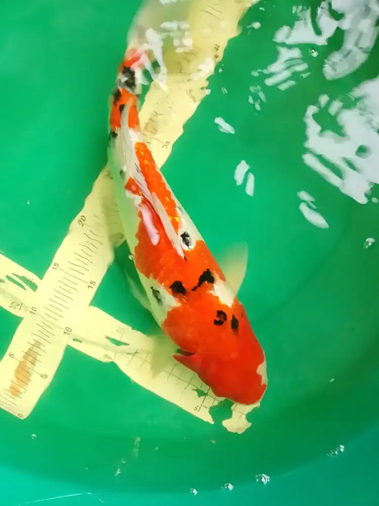 Ikan koi jenis Sanke Ginrin 42cm