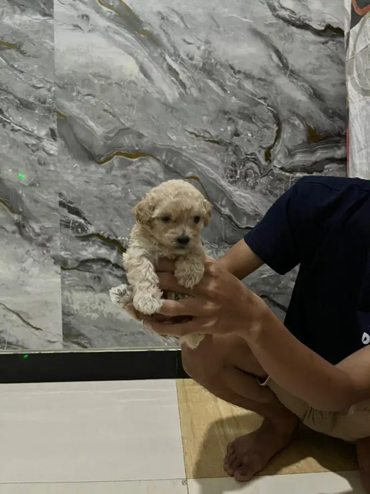 Doggi poddlle puppies