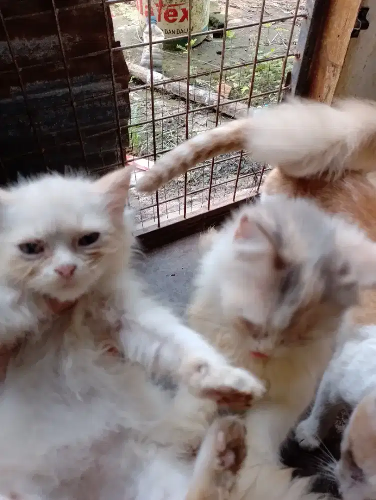 Lepas adopsi  persia