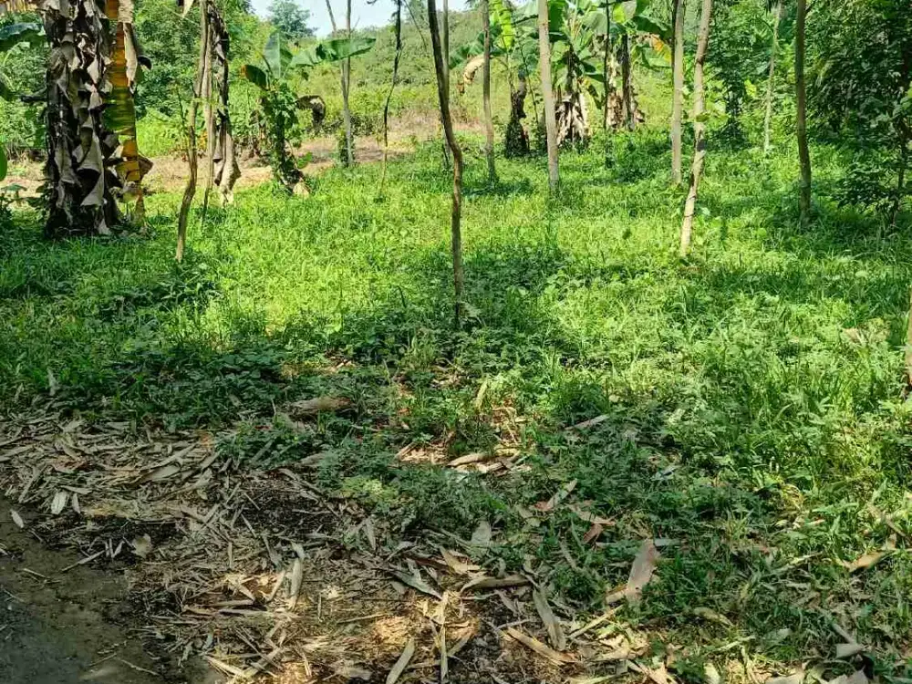 tanah kebun murah buat inves