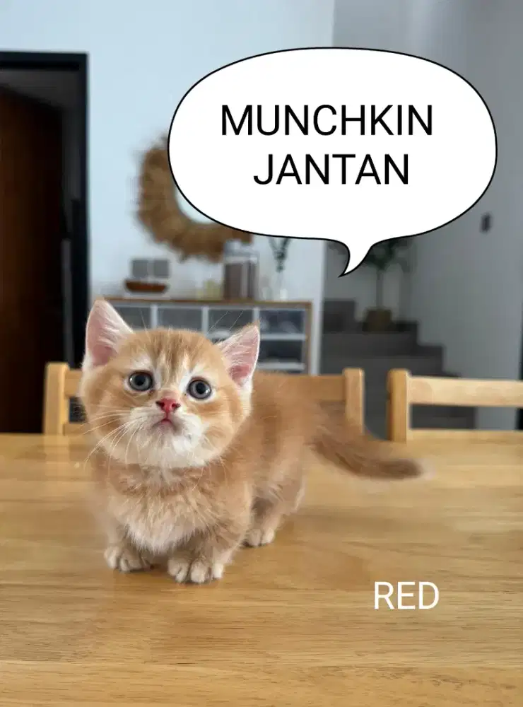 BSH MUNCHKIN RED JANTAN