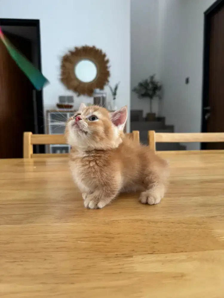 BSH MUNCHKIN RED JANTAN