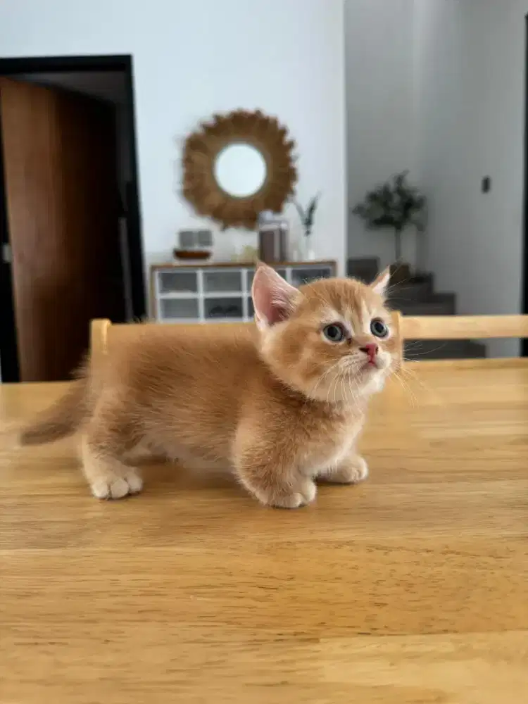 BSH MUNCHKIN RED JANTAN
