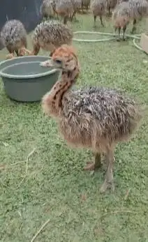 sepasang anakan burung oenta ostrich 1 bulanan burung raksasa exotik