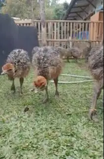 sepasang anakan burung oenta ostrich 1 bulanan burung raksasa exotik