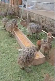 sepasang anakan burung oenta 1 bulanan ostrich burung raksasa exotik