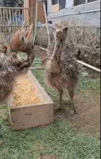 sepasang anakan burung oenta 1 bulanan ostrich burung raksasa exotik