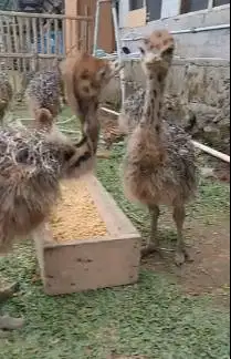 sepasang anakan burung raksasa ostrich 1 bulanan burung oenta exotik