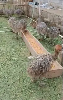 sepasang anakan burung raksasa ostrich 1 bulanan burung oenta exotik
