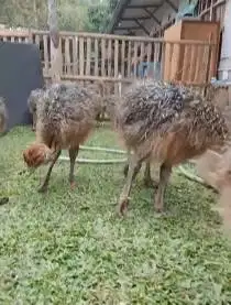 sepasang anakan burung oenta 1 bulanan ostrich burung raksasa exotik