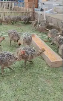 sepasang anakan burung oenta 1 bulanan ostrich burung raksasa exotik