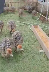 sepasang anakan burung oenta 1 bulanan ostrich burung raksasa langka
