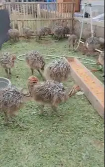 sepasang anakan burung oenta 1 bulanan ostrich burung raksasa langka