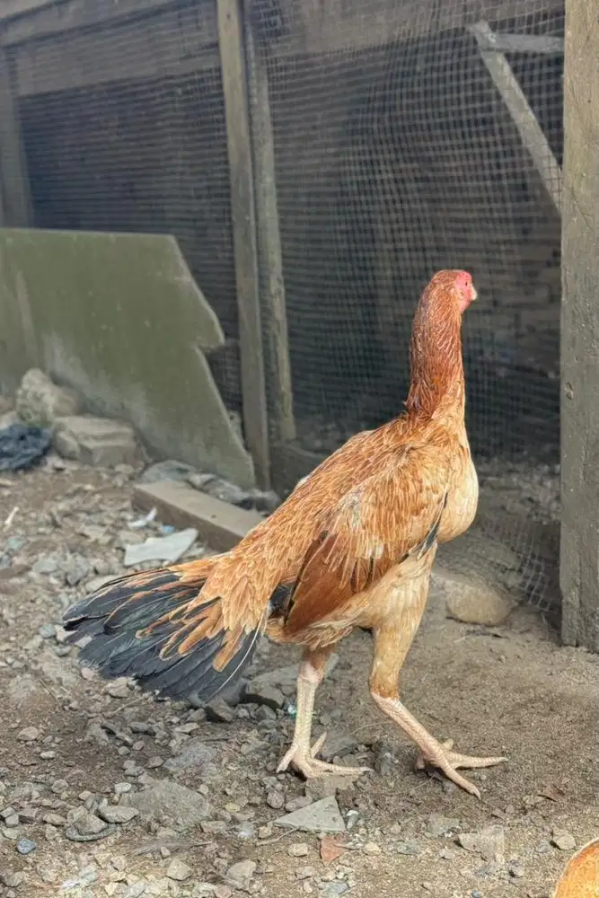 Calon induk ekor lidi super kaku