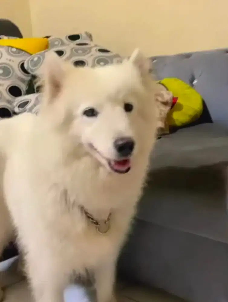 Anjing Ras Samoyed