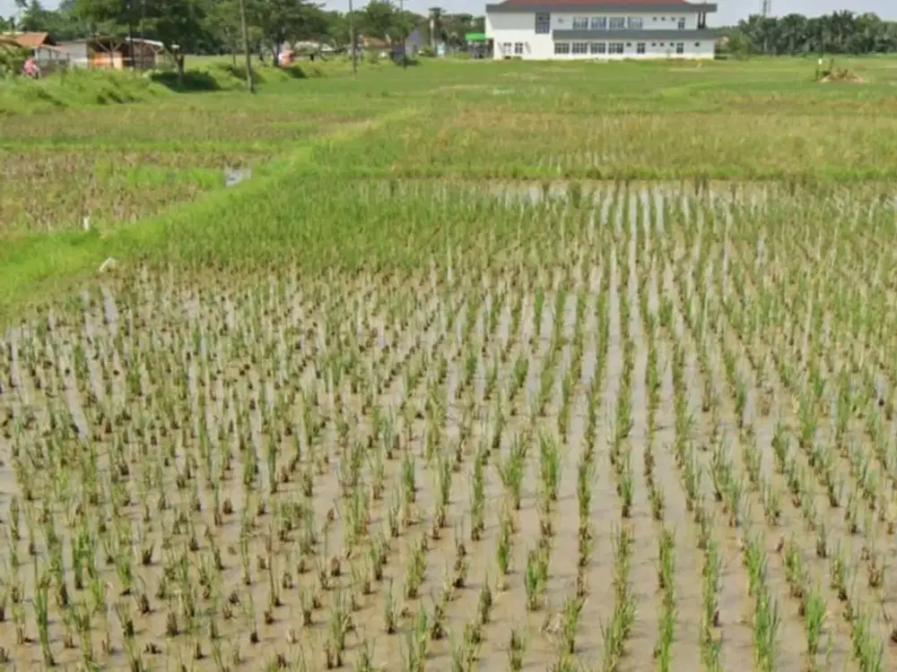 Lahan 2000ha Bisa Beli Sesuai Kebutuhan 500Rb/m Strategis Rangkasbitung Banten