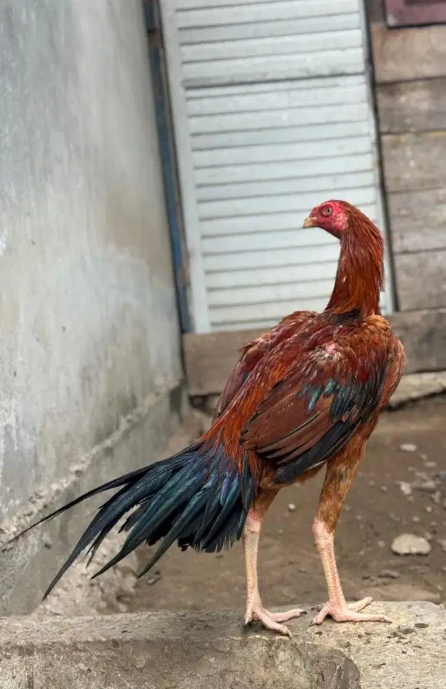 Jantan ekor lidi super kaku