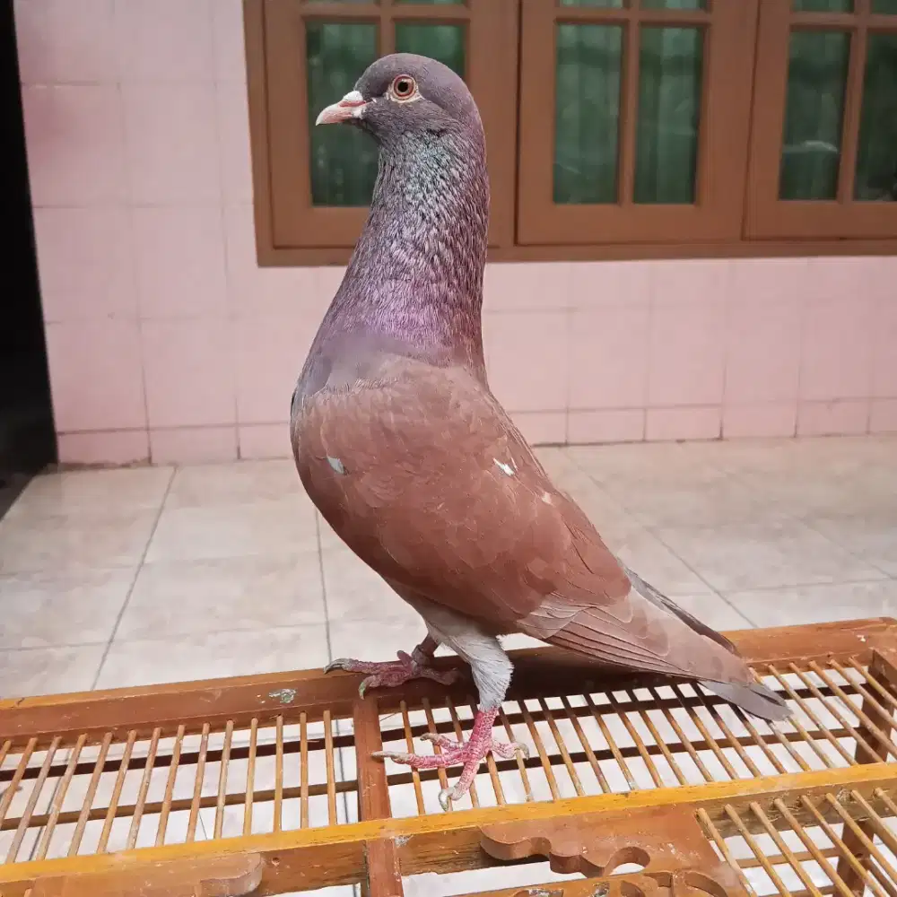 burung dara merpati player