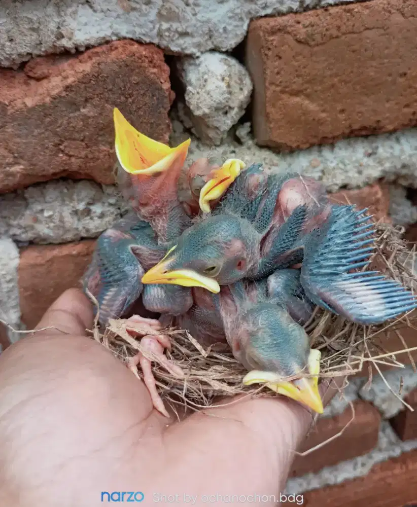 Anakan Jalak.kebo