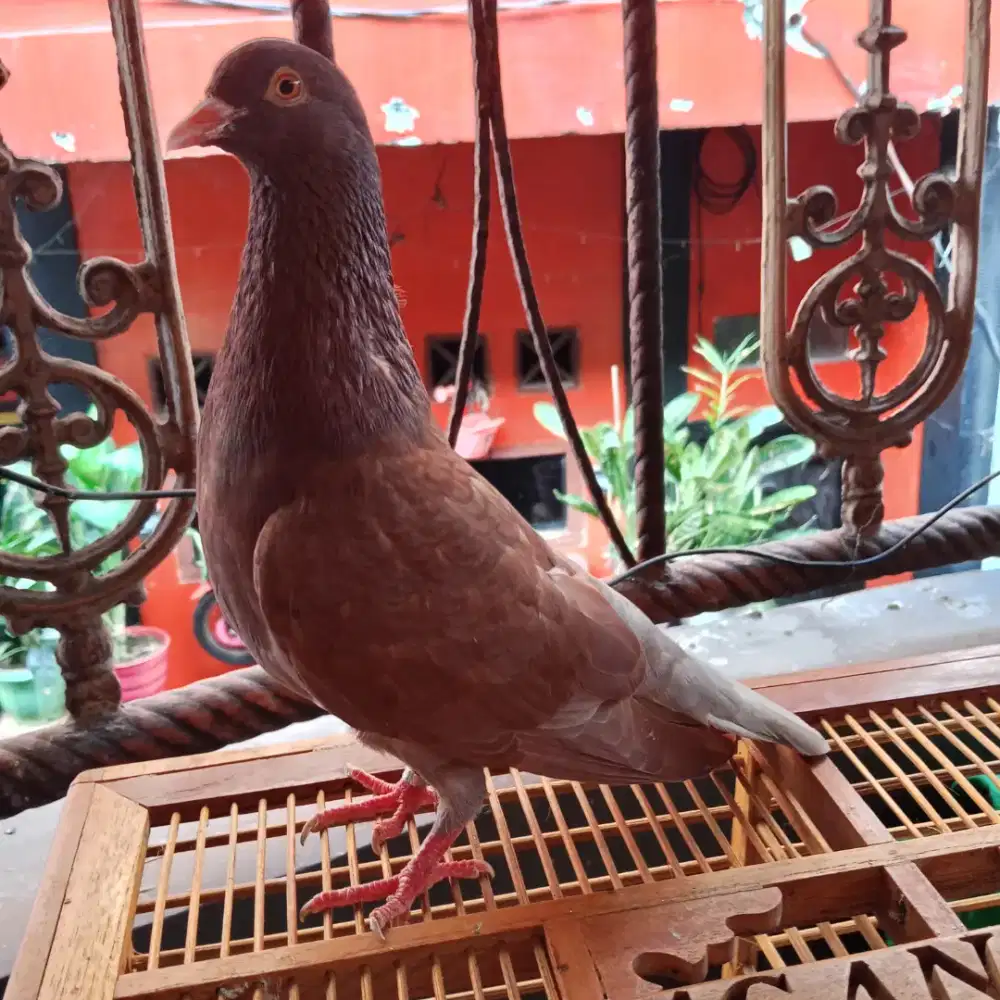 Burung dara merpati kolong semper 02