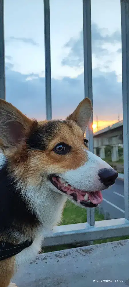 For Sale Corgi Jantan Usia 1tahun