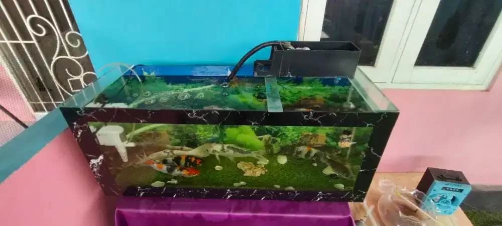 Jual paket koi lengkap aquarium